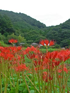 霊山寺近くに咲く彼岸花